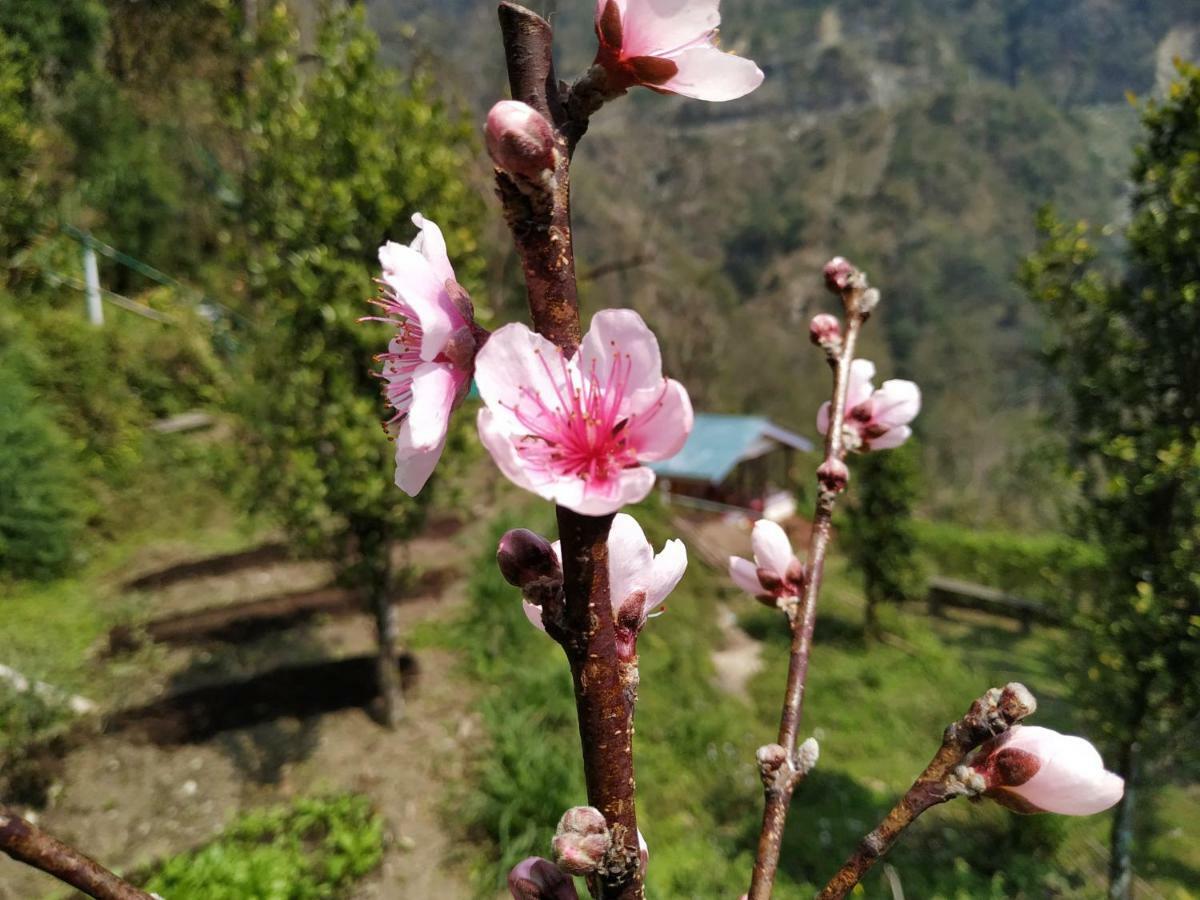 Enchanted Forest Farmstay Gangtok Buitenkant foto